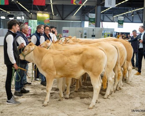 Le classement des animaux en sections